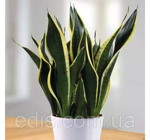 Сансевієрія Black Gold Кімнатна рослина Сансевієрія Black Gold Кімнатна рослина