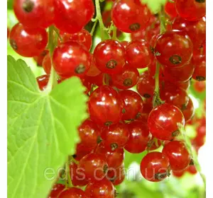 Смородина червона Святкова (рання) Смородина червона Святкова (рання)