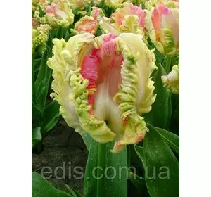 Тюльпан папуговий Webers Parrot 2 цибулинки Тюльпан папуговий Webers Parrot 2 цибулинки