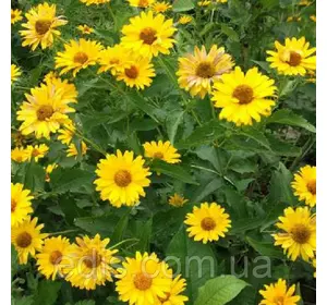 Ромашка садова великоквіткова велика жовта 0,3 г Ромашка садова великоквіткова велика жовта 0,3 г