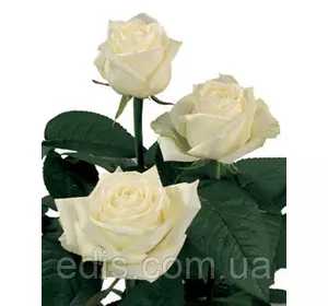 Троянда Маруся (Marusia) чайно-гібридна Троянда Маруся (Marusia) чайно-гібридна