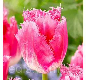 Тюльпан Izumi (Ізумі) оторочений 3 цибулини Тюльпан Izumi (Ізумі) оторочений 3 цибулини