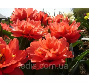 Тюльпан махровий мультифлора Toronto Double 3 цибулинки Тюльпан махровий мультифлора Toronto Double 3 цибулинки