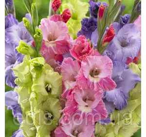 Набір гладіолусів Париж 7 цибулин/уп. Набір гладіолусів Париж 7 цибулин/уп.