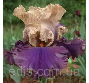 Ірис бородатий Air Of Mystery (Аїр Оф Містері) Ірис бородатий Air Of Mystery (Аїр Оф Містері)