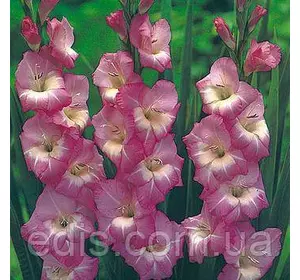 Гладіолус бамбіно Royal Dutch (2 квітконоса) 3 шт./уп. Гладіолус бамбіно Royal Dutch (2 квітконоса) 3 шт./уп.