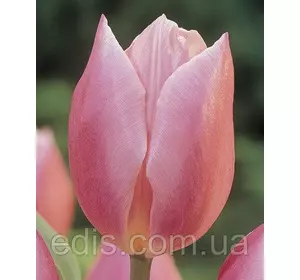 Тюльпан Тріумф Early Glory (Елі Глорі) 3 цибулинки Тюльпан Тріумф Early Glory (Елі Глорі) 3 цибулинки