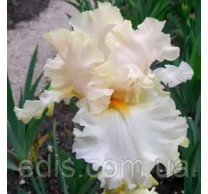 Ірис високий бородатий Charismatic (Харизматік) Ірис високий бородатий Charismatic (Харизматік)