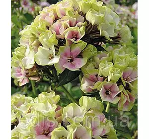 Флокс волотистий Sherbet Blend (Щербет Бленд) кореневище Флокс волотистий Sherbet Blend (Щербет Бленд) кореневище