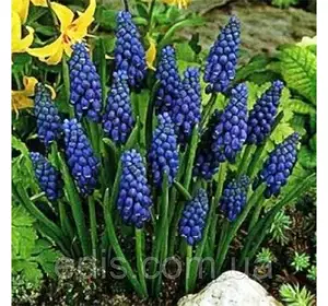 Мускарі Armeniacum 5 цибулин Мускарі Armeniacum 5 цибулин