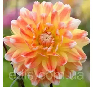 Жоржина високоросла Peaches and Cream Жоржина високоросла Peaches and Cream