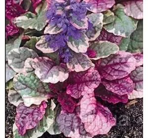 Аюга (Живучка) Burgundy Glow (Бургунді Глоу) Аюга (Живучка) Burgundy Glow (Бургунді Глоу)