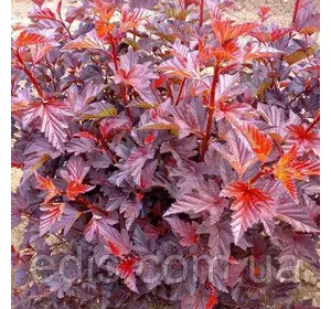 Пухироплідник калинолистий Schuch (Шух) у контейнері Пухироплідник калинолистий Schuch (Шух) у контейнері