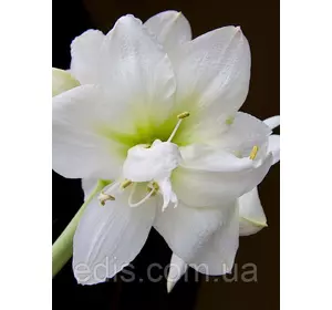 Гіппеаструм махровий White Nymph / Уайт Німф / 1 цибулина 24/26 Гіппеаструм махровий White Nymph / Уайт Німф / 1 цибулина 24/26
