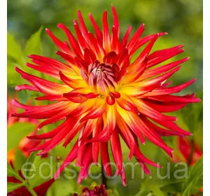 Жоржина Кактусова Bora Bora Жоржина Кактусова Bora Bora