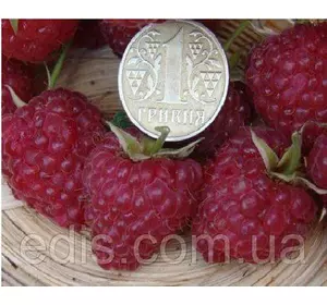 Малина ремонтантна Нантахала Малина ремонтантна Нантахала