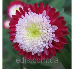 Айстра принцеса Кірквел 0,3 г насіння Яскрава Айстра принцеса Кірквел 0,3 г насіння Яскрава