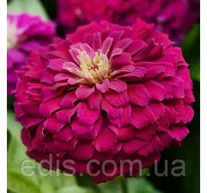 Цинія махрова Рожевий Діамант 0,5 г, насіння Яскрава Цинія махрова Рожевий Діамант 0,5 г, насіння Яскрава