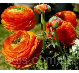 Жовтець (ранункулюс/лютик) азіатський помаранчевий 3 шт. Жовтець (ранункулюс/лютик) азіатський помаранчевий 3 шт.