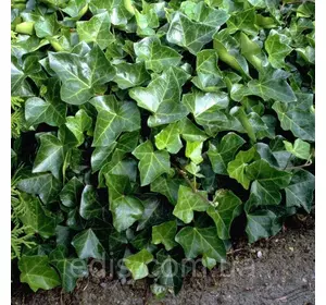 Плющ звичайний садовий (саджанці) у контейнері Плющ звичайний садовий (саджанці) у контейнері