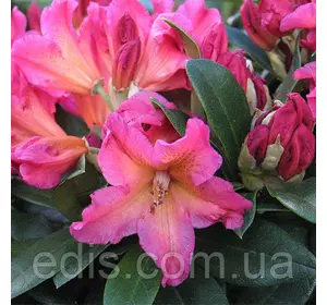 Рододендрон Syphocalix (Сціфокалікс) в контейнері 5 л Рододендрон Syphocalix (Сціфокалікс) в контейнері 5 л