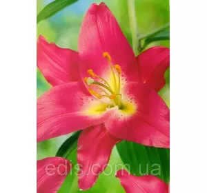 Лілія орієнтальна Canberra (Канберра) 1 цибулина 12/14 Лілія орієнтальна Canberra (Канберра) 1 цибулина 12/14