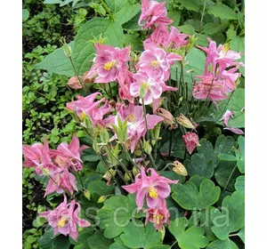 Аквілегія Biedermeier (Бідермейер) Аквілегія Biedermeier (Бідермейер)