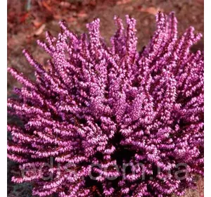 Еріка дарленская Darley Dale Еріка дарленская Darley Dale