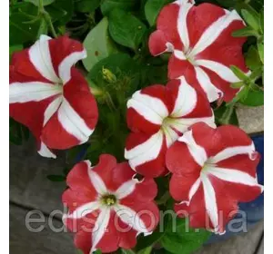 Петунія Крупноквіткова Зорепад суміш 0.015 г ТМ Яскрава Петунія Крупноквіткова Зорепад суміш 0.015 г ТМ Яскрава