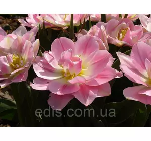 Тюльпан махровий ранній багатоквітковий Peach Blossom (Піч Блоссом) 3 цибулинки Тюльпан махровий ранній багатоквітковий Peach Blossom (Піч Блоссом) 3 цибулинки