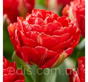 Тюльпан махровий Pamplona (Памплона) 3 цибулинки Тюльпан махровий Pamplona (Памплона) 3 цибулинки