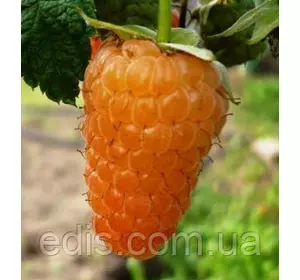 Малина ремонтантна Помаранчеве Диво Малина ремонтантна Помаранчеве Диво