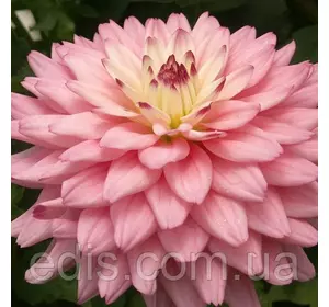 Жоржина низькоросла Gallery Salvador Жоржина низькоросла Gallery Salvador