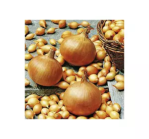 Цибулю севок Стурон 8/16 (середньоранній) 0.5 кг Цибулю севок Стурон 8/16 (середньоранній) 0.5 кг