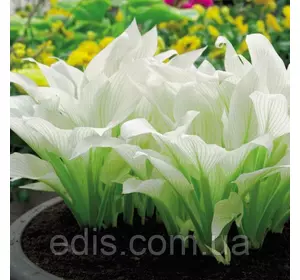 Хоста White Feather (Уайт Фезе) контейнері 2 л. Хоста White Feather (Уайт Фезе) контейнері 2 л.