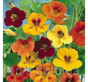 Настурція низькоросла, суміш 1 г, насіння Яскрава Настурція низькоросла, суміш 1 г, насіння Яскрава