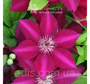 Клематис Perida (Перида), P9 Клематис Perida (Перида), P9