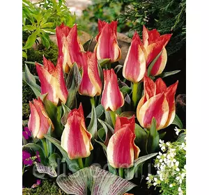 Тюльпан гібрид Грейга Playsir (Плейзир) 3 цибулинки Тюльпан гібрид Грейга Playsir (Плейзир) 3 цибулинки