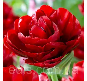 Тюльпан махровий Red Baby Doll (Ред Бейбі Дол) 3 цибулинки Тюльпан махровий Red Baby Doll (Ред Бейбі Дол) 3 цибулинки