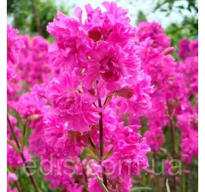 Ліхніс Віскарія 0,1 г (багатоічник), насіння Яскрава Ліхніс Віскарія 0,1 г (багатоічник), насіння Яскрава