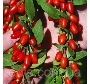 Ягоди Годжі New Big (Нью Біг) у контейнері Ягоди Годжі New Big (Нью Біг) у контейнері