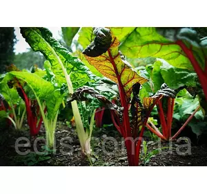 Мангольд зелений Лукуллус 2 г, насіння Яскрава Мангольд зелений Лукуллус 2 г, насіння Яскрава