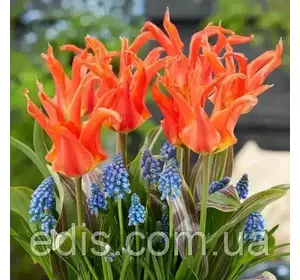 Набір цибулин квітів Аврора, 15 цибулин Набір цибулин квітів Аврора, 15 цибулин