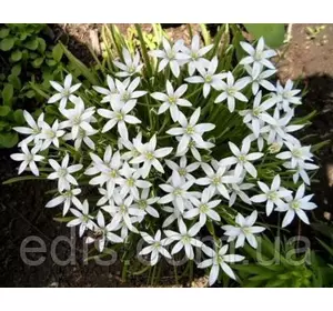 Рястка парасолькова (Ornithogalum / Птицемлечник) 2 цибулини Рястка парасолькова (Ornithogalum / Птицемлечник) 2 цибулини