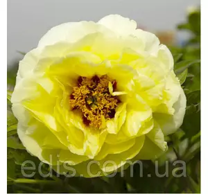 Півонія деревовидна High Noon Hai Huang (Хай Нун Хай Хуан) кореневище Півонія деревовидна High Noon Hai Huang (Хай Нун Хай Хуан) кореневище