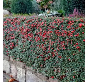 Кизильник лежачий Queen of Carpets у контейнері Кизильник лежачий Queen of Carpets у контейнері
