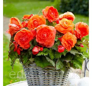 Бегонія бульбова махрова New Star Помаранчева, 1 бульба Бегонія бульбова махрова New Star Помаранчева, 1 бульба