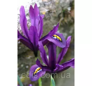 Ірідодіктіум J. S. Dijt (ірис сітчастий Джей Ес Дійт) 5 цибулин Ірідодіктіум J. S. Dijt (ірис сітчастий Джей Ес Дійт) 5 цибулин