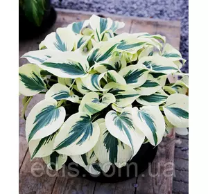 Хоста Firn Line ( Фірн Лайн ) кореневище Хоста Firn Line ( Фірн Лайн ) кореневище