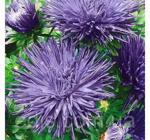 Айстра голчаста Імпресія 0,3 г насіння Яскрава Айстра голчаста Імпресія 0,3 г насіння Яскрава